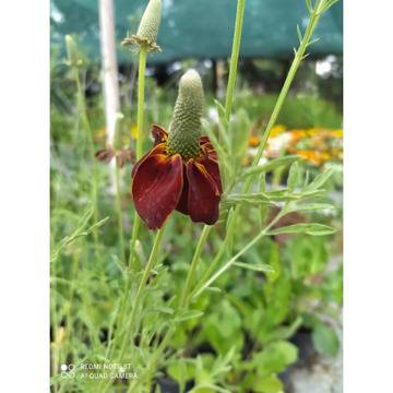 Мексиканска шапка Ratibida