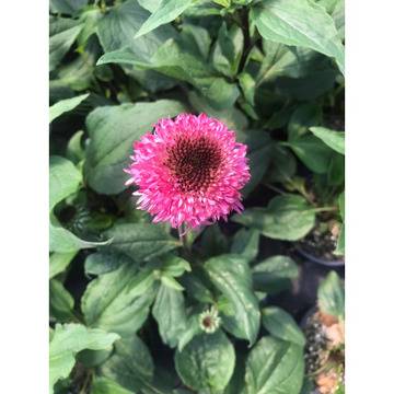 Ехинацеа Echinacea purpurea pon pon