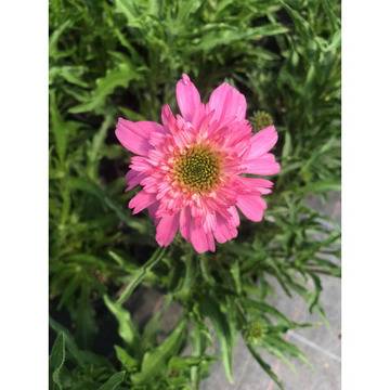 Ехинацея Echinacea purp. Mini Belle