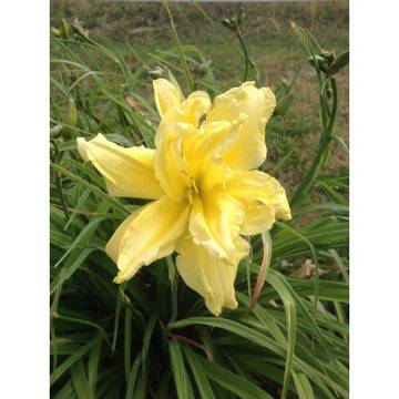 Хамерокалис Hemerocallis Double River Wye