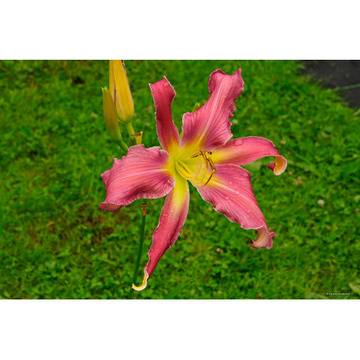 Хамерокалис Hemerocallis Exotic Spider