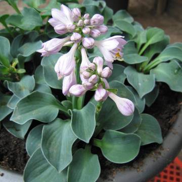 Хоста Hosta Blue Mouse Ears