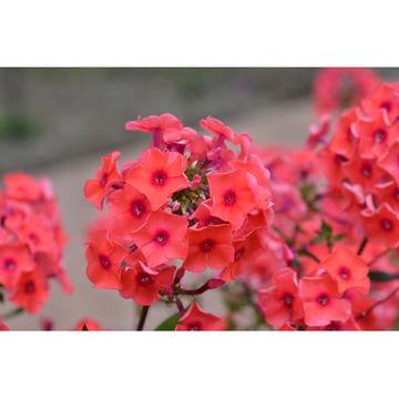 Флокс Phlox pan. Tequila Sunrise