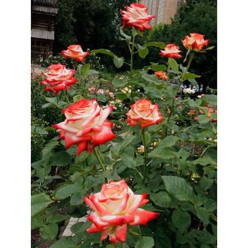 Щамбовидна роза Rosa Imperatrice Farah