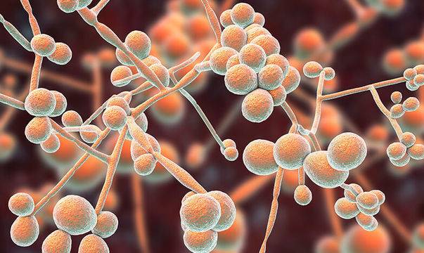 Вагинални гъбички – чест проблем при бременност, но напълно решим!