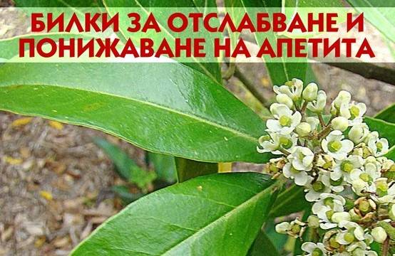 10 билки, които понижават апетита и помагат за ефективно отслабване