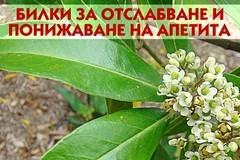 10 билки, които понижават апетита и помагат за ефективно отслабване