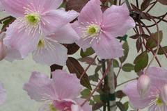 Клематис (Clematis montana mayleen)
