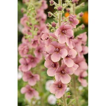 Вербасциум Verbascum