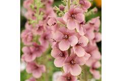 Вербасциум Verbascum