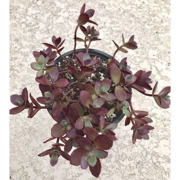 Седум Sedum SunSparkler Cherry Tart