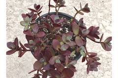 Седум Sedum SunSparkler Cherry Tart