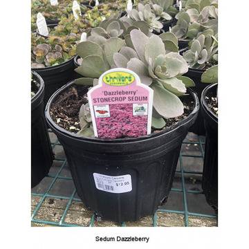 Седум Sedum SunSparkler Dazzlebery