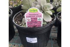 Седум Sedum SunSparkler Dazzlebery