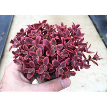 Седум Sedum SunSparkler Wildfire