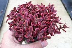 Седум Sedum SunSparkler Wildfire