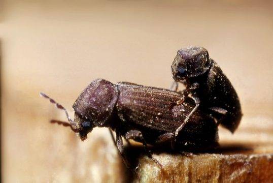 Няколко специфики за дървоядите и как може да ги унищожите