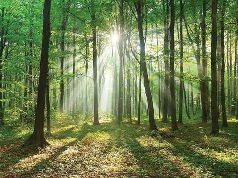 Гора на 14км от центъра на София