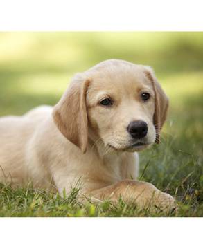 Храна за кучета от онлайн зоомагазин Дай Лапа Варна