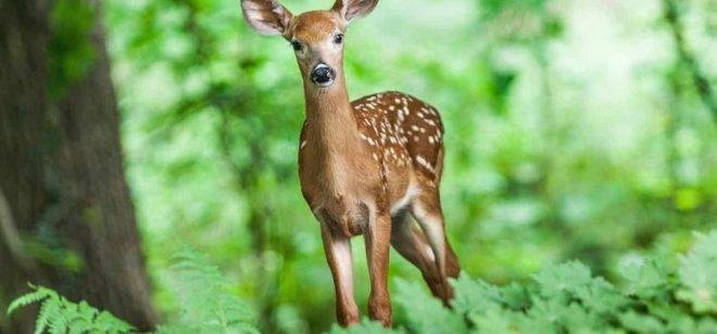 11 отлични ползи от ходенето в гората