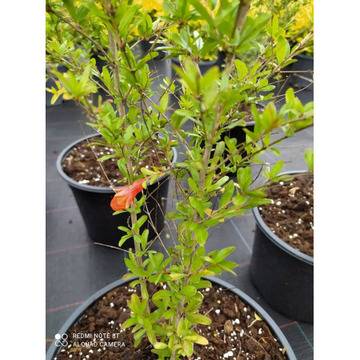 Нар мини Punica granatum mini magic