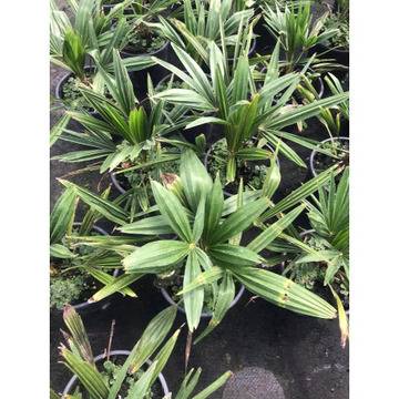 Трахикарпус палми продажба