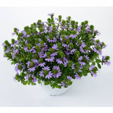 Скаевола Scaevola aemula ‘Whirlwind Blue’