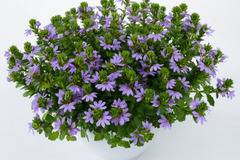 Скаевола Scaevola aemula ‘Whirlwind Blue’