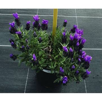 Френска лавандула Lavandula Bandera Purple