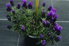Френска лавандула Lavandula Bandera Purple