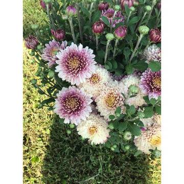 Хризантема трицветна