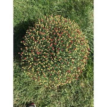 Хризантема кълбовидна