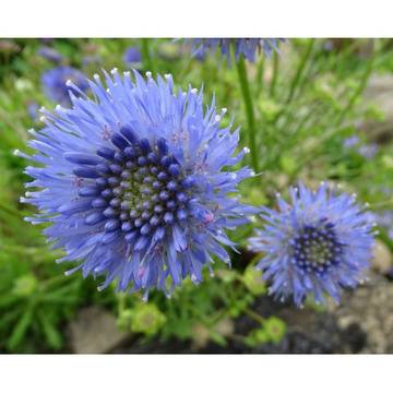 Жасионе Jasione blue light