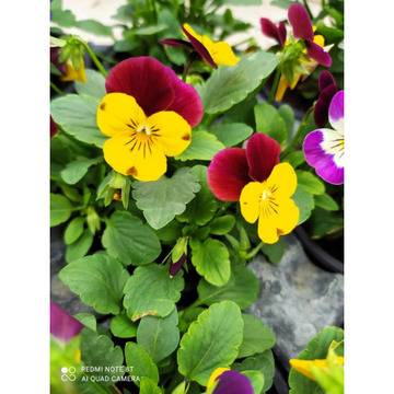 Мини теменужка