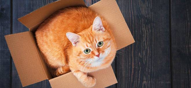 Преместване на дома с котка