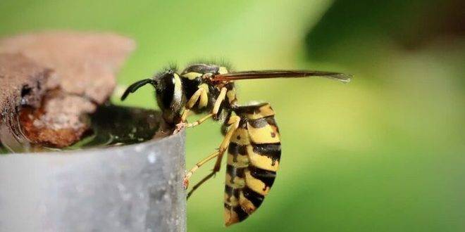 Пчела срещу оса: Кой има по-силна отрова?