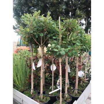 Смрадлика дръвче топиар