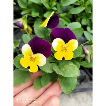 Мини теменужка