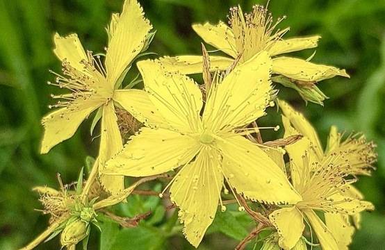 Билки, помагащи ни по-лесно да преминем етапи на депресия и нервни кризи