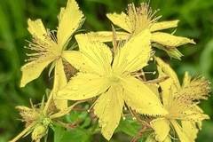 Билки, помагащи ни по-лесно да преминем етапи на депресия и нервни кризи