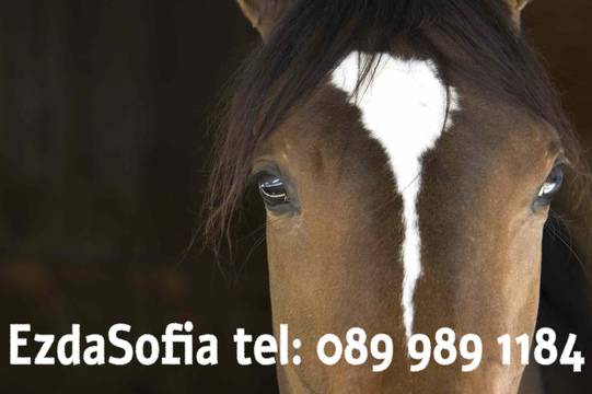Конна езда – Ezda Sofia
