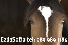 Конна езда – Ezda Sofia