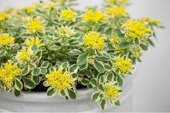 Седум Sedum Atlantis