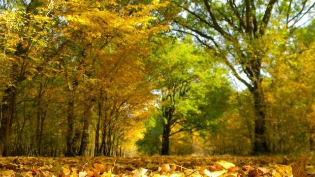 Дневен хороскоп за 15 ноември 2021г. – Хороскопи за всяка зодия – народна медицина, здраве, астрология, съдби, секс и зодии