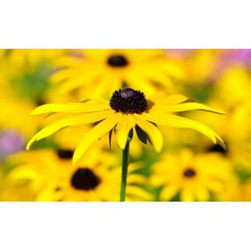 Рудбекия Rudbekia – Цветя и градина – всичко за цветята и градината