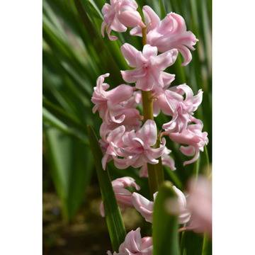 Зюмбюл Hyacinthus Pink