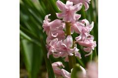Зюмбюл Hyacinthus Pink