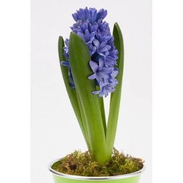 Зюмбюл Hyacinthus Blue Jacket