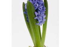 Зюмбюл Hyacinthus Blue Jacket