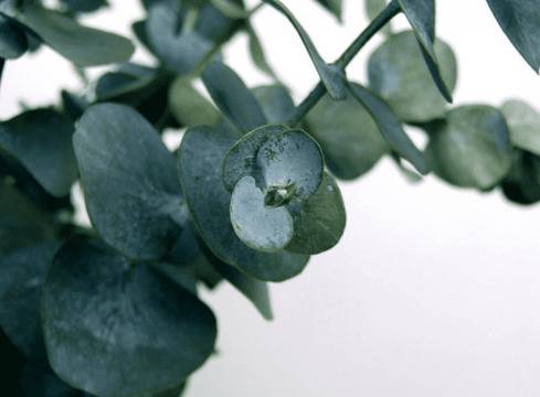 Растенията, които пазят дома от вируси и бактерии